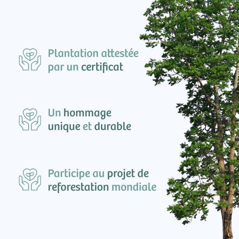 Planter un arbre en hommage à Sr Gérard CHOLLET